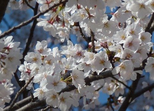 Cherry Blossoms White Spring Sakura