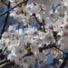 Cherry Blossoms White Spring Sakura