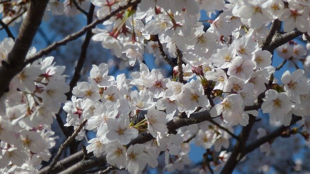 Cherry Blossoms White Spring Sakura